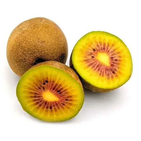 ZURI KIWI 6PCS