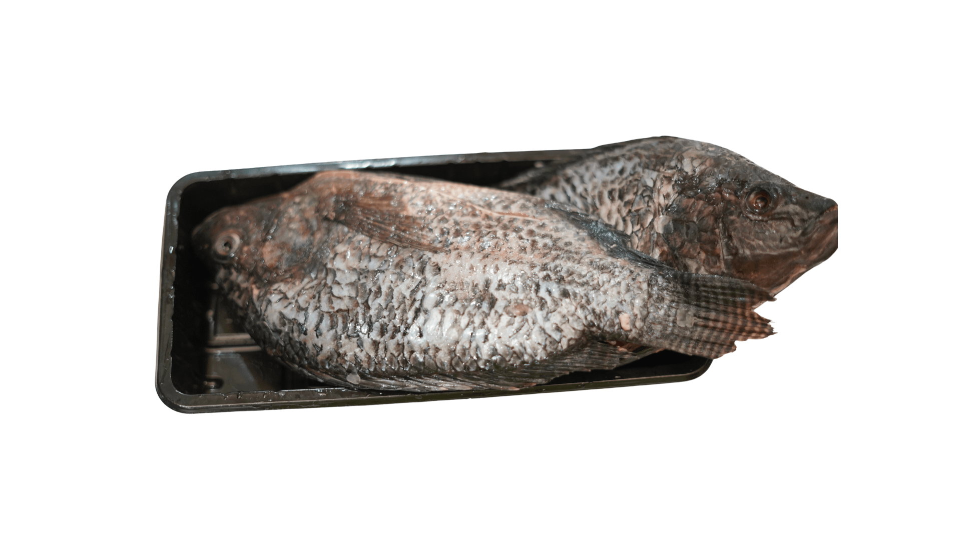 Reg Tilapia Size 5 Whole Per Kg