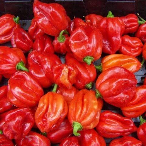 Zuri Scotch Bonnet Chilli Per Kg