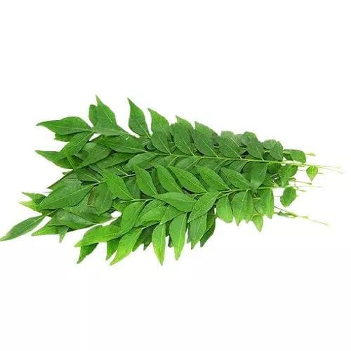 ZURI CURRY LEAVES 1PC
