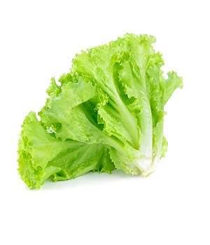 ZURI SOFT LETTUCE PER PC