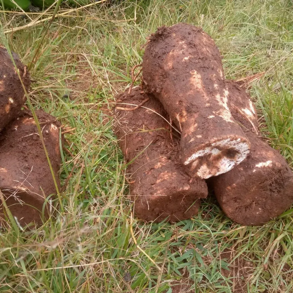 ZURI FARM NDUMA PER KG