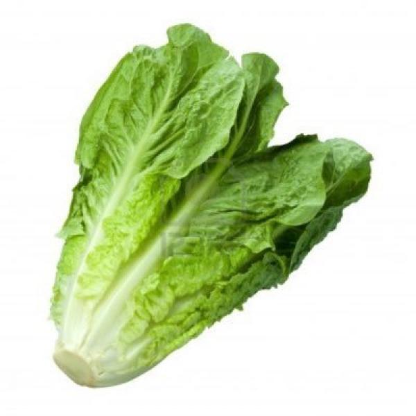 Letuce